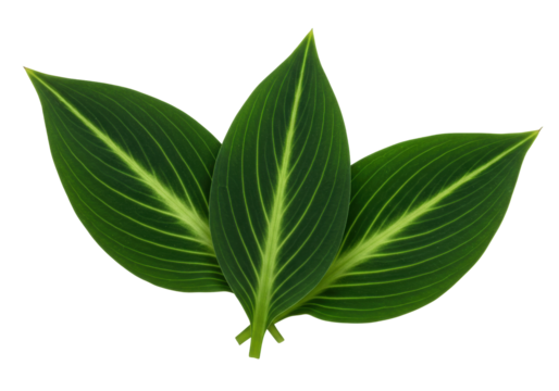 Isolated green leaves arranged on a plane surface for decorative use, no visible background