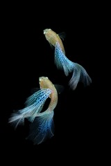 Fish in aquarium. Beautiful Guppy glides gracefully, its shimmering colors like strokes of living light. Each delicate fin flows like silk in water. Guppy isolated on black background.