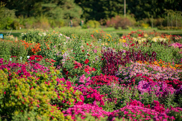 Obraz premium A stunning display of colorful flowers fills the garden, showcasing nature's beauty on a sunny day