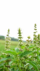 basil plant with thick green leaves