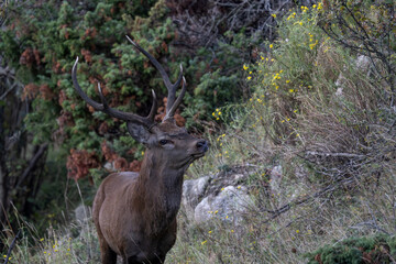 Red deer in the Pyrenees during the rut, Catalonia, Spain
