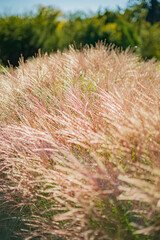 Tall grasses shimmer in the sun, swaying gently in the breeze amidst nature