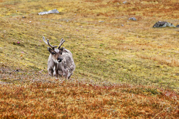 Freilebendes Rentier im Sommerfell schaut neugierig auf Svalbard fr&uuml;her Spitzbergen in Skandinavien / Norwegen