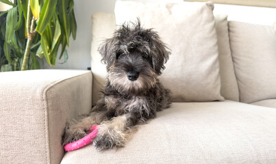 Joyful Schnauzer puppy dog on the couch looking at camera.