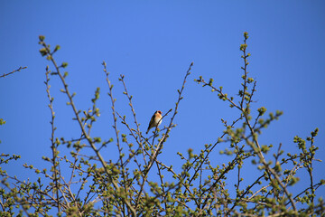 Goldfinch Perched in a Tree