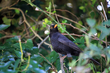 blackbird on a branch