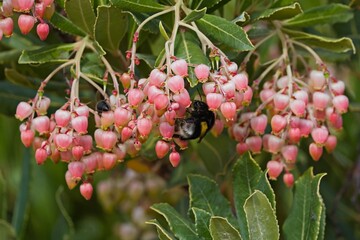 Arbutus unedo, commonly known as strawberry tree, also called madrone, is an evergreen shrub or small tree in the family Ericaceae, Crete