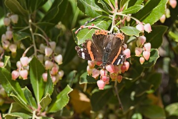 Red Admiral (Vanessa atalanta) feeding on Arbutus unedo (strawberry tree) flowers, Crete