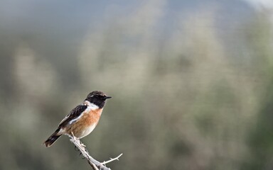 A Common Stonechat - Saxicola rubicola, Crete