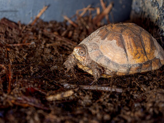 ミツユビハコガメのアップ