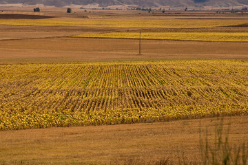Landschaft in der Meseta am Jacobsweg in Nordspanien