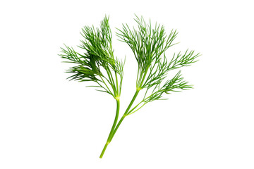 Naklejka premium Green dill herb fronds isolated on a transparent background