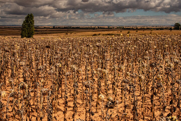 Landschaft in der Meseta am Jacobsweg in Nordspanien