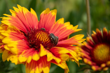 Gaillarde aristée avec des cétoines grises, Oxythyrea funesta de la famille des coléoptères
