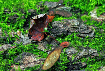 Green spider Ebrechtella tricuspidata on moss in summer forest