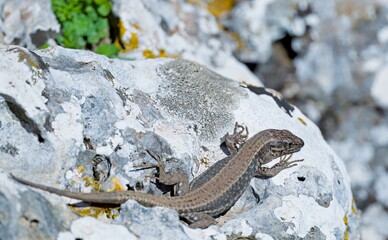 Cretan Wall Lizard - Podarcis cretensis, Crete
