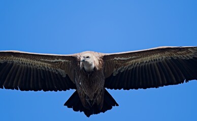 Griffon Vulture - Gyps fulvus, Crete