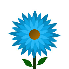 sunflower on white background