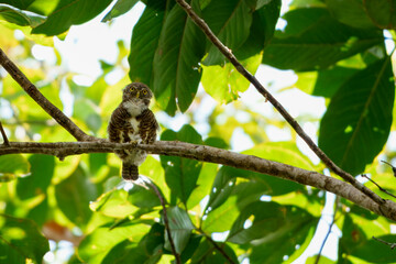Collored Owlet taken at Fraser Hills, Pahang, Malaysia.