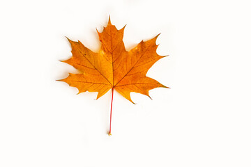 Yellow maple leaf as an autumn symbol as a seasonal themed concept as an icon of the fall weather on an isolated white background.