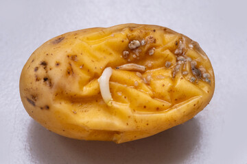 Rotten potatoes with sprouts eaten by caterpillars and larvae feeding, decaying food, natural decomposition, natural organic decay, organic matter, soil, unhealthy produce, insects detailed