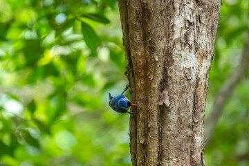 A small, vibrant blue bird with a red beak, identified as a Velvet-fronted Nuthatch. A small, vibrant blue bird with a red beak, identified as a Velvet-fronted Nuthatch, clings headfirst to the rough 