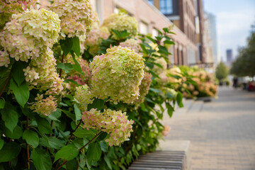 Paniculata autumn green and red hydrangea on a city street. Hydrangea paniculata Little Lime or panicle Graffiti. urban space design