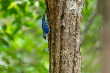 A small, vibrant blue bird with a red beak, identified as a Velvet-fronted Nuthatch. A small, vibrant blue bird with a red beak, identified as a Velvet-fronted Nuthatch, clings headfirst to the rough 