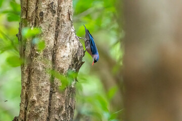 A small, vibrant blue bird with a red beak, identified as a Velvet-fronted Nuthatch. A small, vibrant blue bird with a red beak, identified as a Velvet-fronted Nuthatch, clings headfirst to the rough 