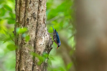 A small, vibrant blue bird with a red beak, identified as a Velvet-fronted Nuthatch. A small, vibrant blue bird with a red beak, identified as a Velvet-fronted Nuthatch, clings headfirst to the rough 