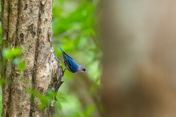 A small, vibrant blue bird with a red beak, identified as a Velvet-fronted Nuthatch. A small, vibrant blue bird with a red beak, identified as a Velvet-fronted Nuthatch, clings headfirst to the rough 