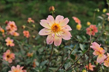 ピンクのダリア