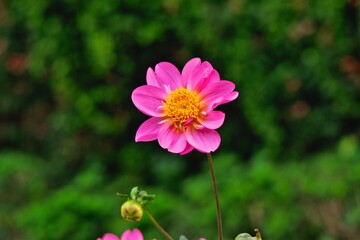 ピンクのダリア