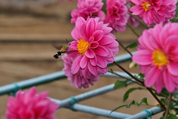 ピンクのダリア