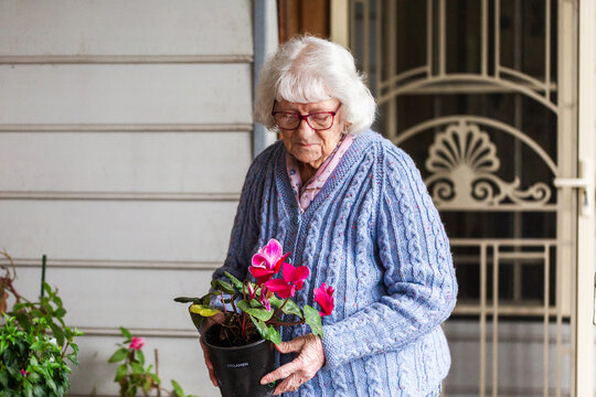 elderly Australian woman outside home holding cyclamen pot plant