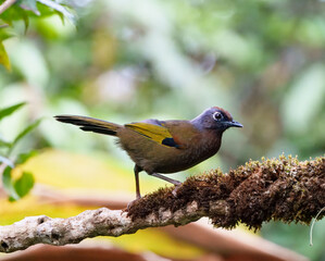 Malayan Laughingthrush taken at Fraser Hills, Pahang, Malaysia.