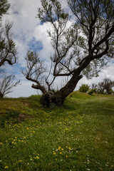 Discover enchanting nature scenes with an old tree in a vibrant meadow, perfect for serene backgrounds or travel inspiration, evoking peace and natural beauty for any creative project