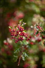 red berries of autumn Fall on a bush against soft background taken in Yorkshire, England