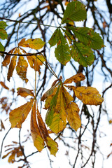 Autumn Fall leaves of brown, green and orange hanging on branches in a park in Yorkshire, England