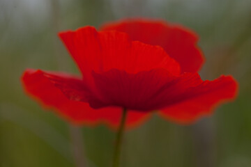 Fototapeta premium red poppy flower in a meadow in Yorkshire, England, taken close up and from a low angle