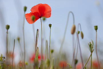 Naklejka premium Red poppy flower in a field in Yorkshire, England, taken from close up and a low angle against a blue sky and among poppy stalks and seedheads