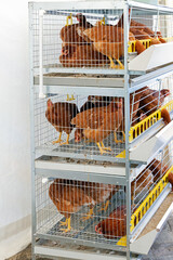 Chicken coop domesticated birds in metal cages on agricultural farm © Tatty