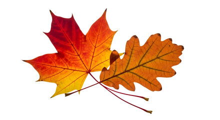 Fototapeta premium Vibrant Autumn Leaves: Maple and Oak Displaying Nature's Seasonal Beauty and Warm Hues on a White Background