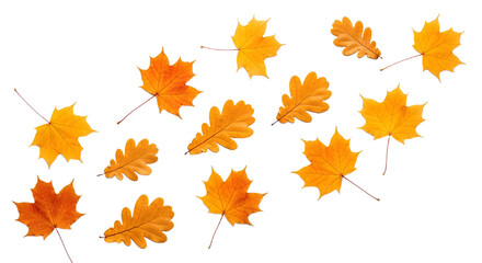 Fototapeta premium Golden Autumn Leaves Dancing on a White Background, Celebrating the Season's Vibrant Colors and Natural Beauty with Maple and Oak Foliage
