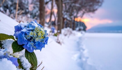 Blue hydrangea blooms emerge from snow, with a blurred, rosy sunset