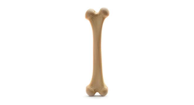 Isolated Human Long Bone Anatomy 