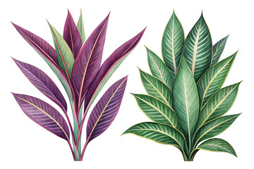 Two watercolor illustrations of tropical plants with purple and green leaves