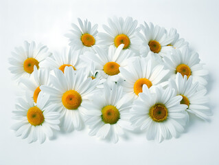 Obraz premium chamomile flowers arranged on white background