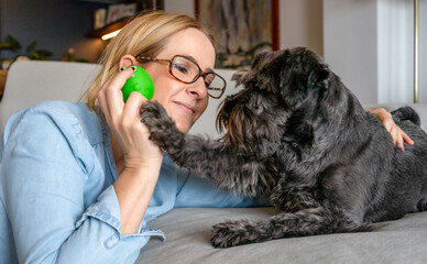 Middle aged smiling woman playing with her Schnauzer dog at home. Love to animals.