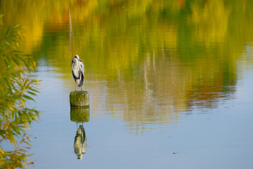 Grey heron standing peacefully on wooden post with autumn-colored water reflections